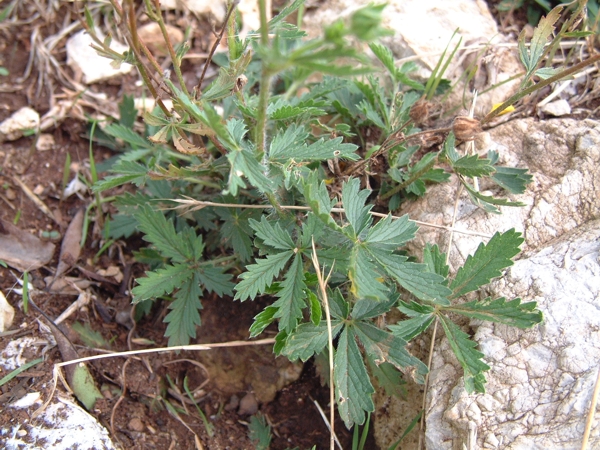 potentilla?